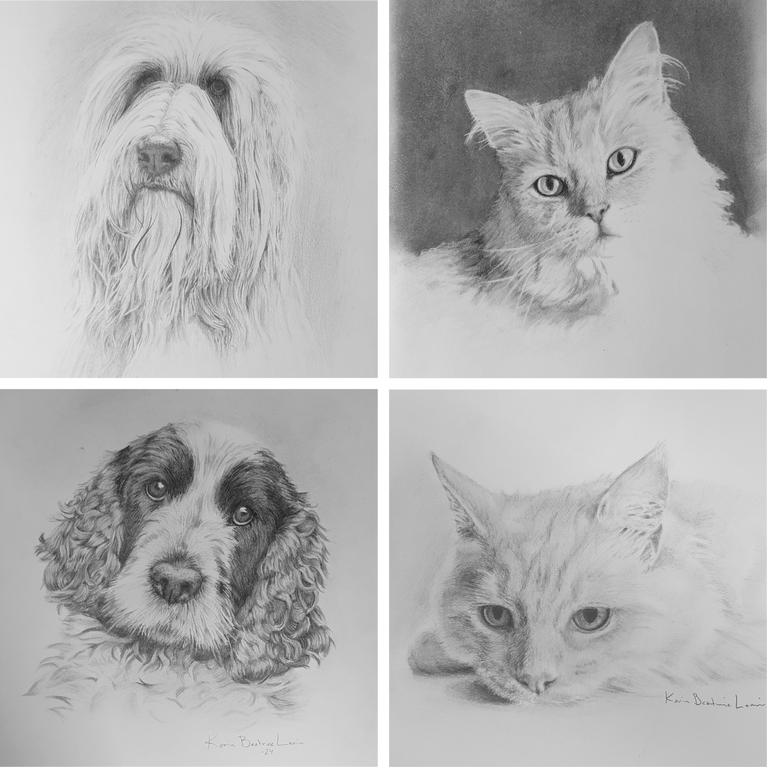 Pet Portraits